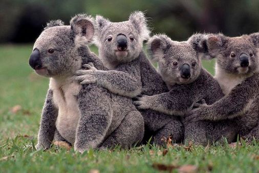 Koalas