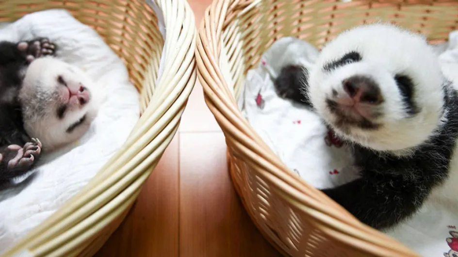 Fofura do dia: pandas bebês são apresentados para o público na China