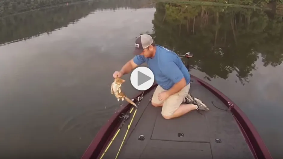 Des pêcheurs trouvent deux petits chatons en plein milieu d'une rivière (Vidéo)