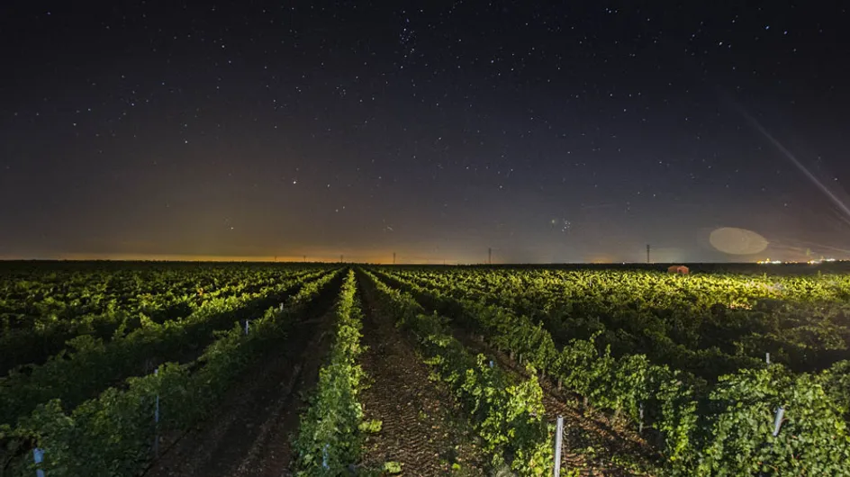 Un paseo nocturno por los viñedos: así se elabora uno de los mejores vinos de Rueda