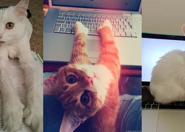 TENTE NÃO RIR - Os VÍDEOS de ANIMAIS mais ENGRAÇADOS da INTERNET