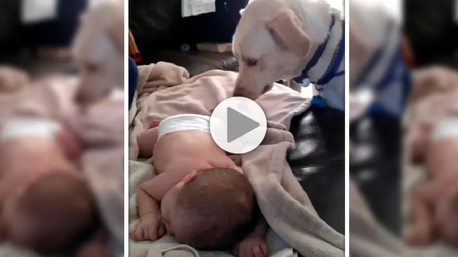Un labrador aux petits soins pour ce bébé, la vidéo qui nous fait craquer