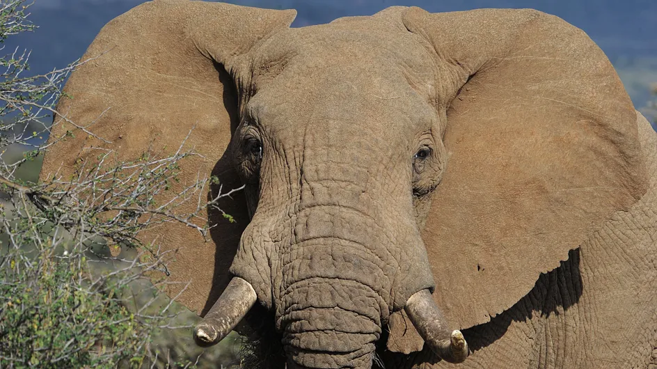 Un chasseur abat le plus grand éléphant du Zimbabwe, la Toile s’indigne (Photo)
