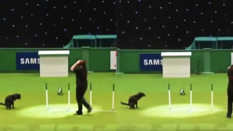 Dog Answers Call Of Nature During Crufts Competition, Ruins Owner's Dream Of Winning Top Prize