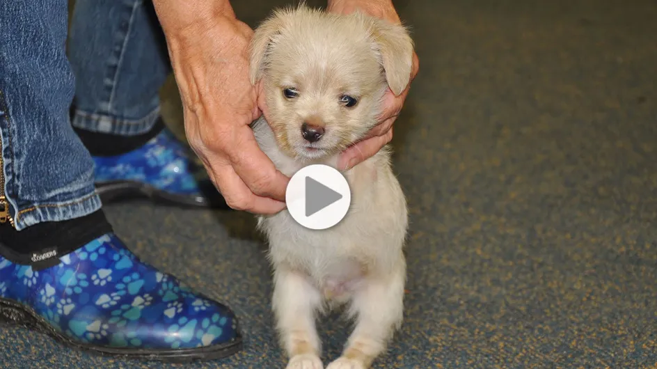 Ce petit chien né avec un handicap peut désormais se déplacer normalement (Vidéo)