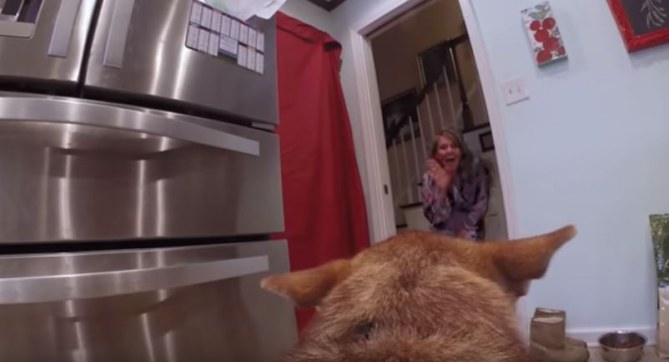 Vídeo de boda grabado por un perro
