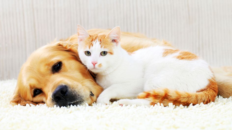 Quels Sont Les Noms De Chiens Et De Chats Les Plus Donnes En 15