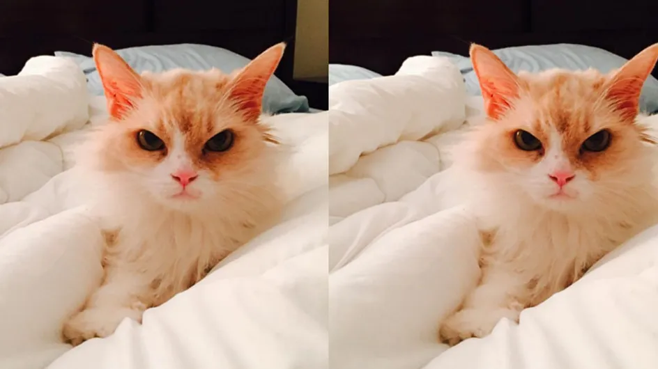 Instagram Has Gone Nuts Over The New Grumpy Cat. Meet Angry Pearl.