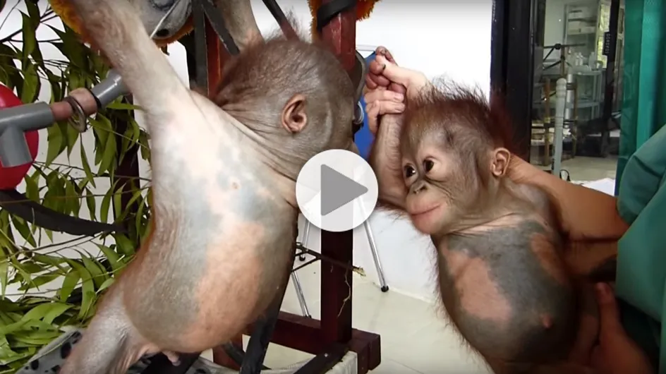 Quand deux bébés singes orphelins se voient pour la première fois.... (Vidéo)