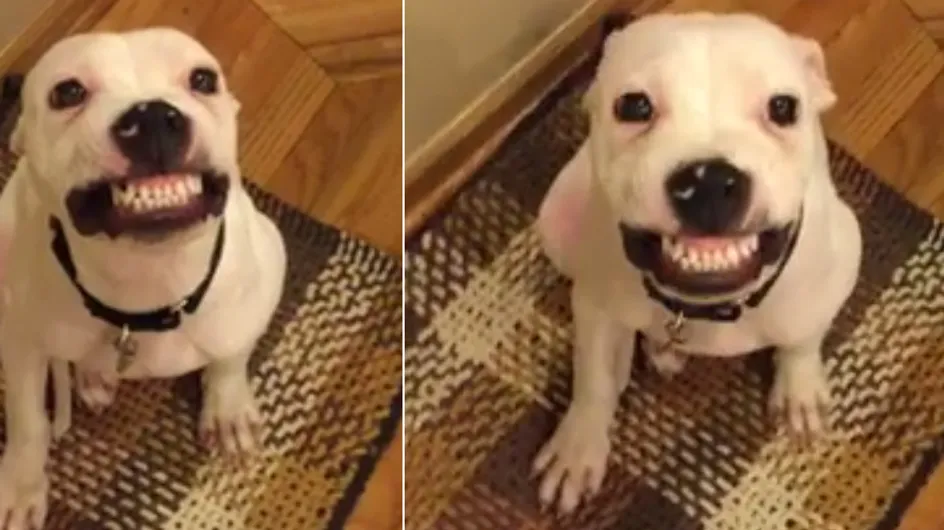 Le talent caché de ce chien va vous faire mourir de rire (Vidéo)