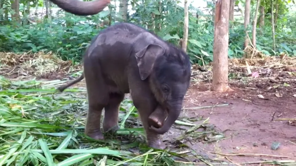 "Qu'est-ce que c'est que ça ?" : Quand un bébé éléphant découvre qu'il a une trompe (Vidéo)
