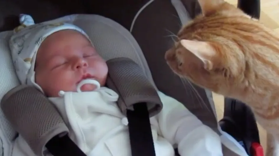 11 animaux stupéfaits de se retrouver nez à nez avec un nouveau-né