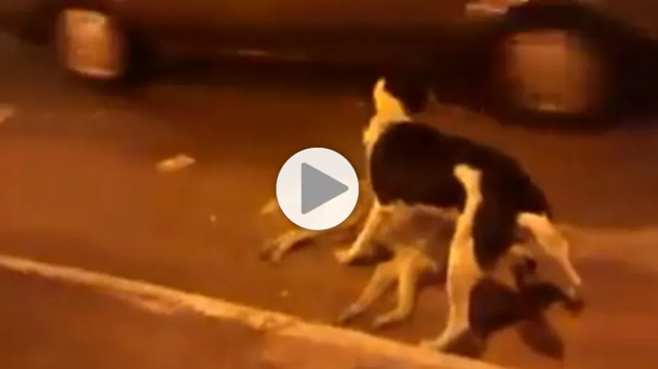 La touchante vidéo de ce chien qui tente de protéger son ami à tout prix (Vidéo)