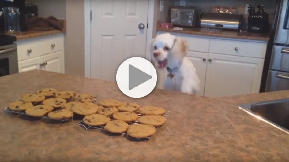 Ce petit chien ne peut vraiment pas résister à l'odeur des cookies tout juste sortis du four (Vidéo)