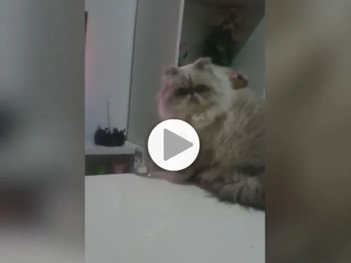 9 Moments Qui Prouvent Que Les Chats Sont Les Rois Des Betises Video