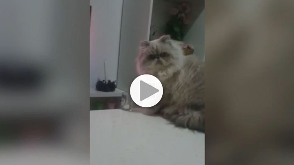 9 Moments Qui Prouvent Que Les Chats Sont Les Rois Des Betises Video