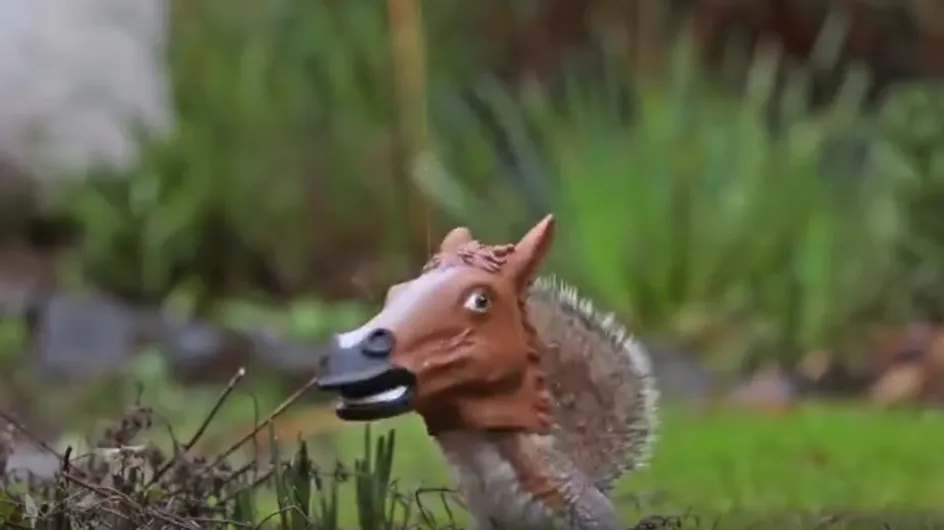 Un écureuil qui se prend pour un cheval, vous avez déjà vu ça ? (Vidéo)