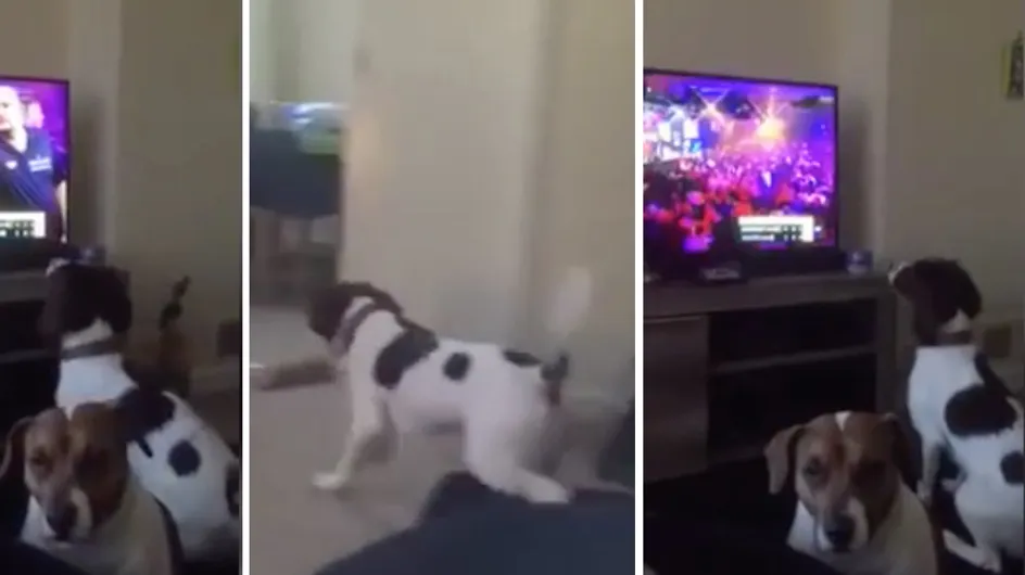 Ce chien tente de ramasser les fléchettes lancées à la télé (Vidéo)