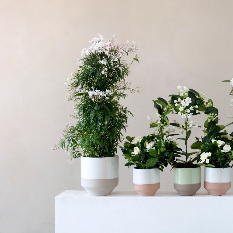 Plantes à Fleurs Blanches Comment Les Choisir Et Les