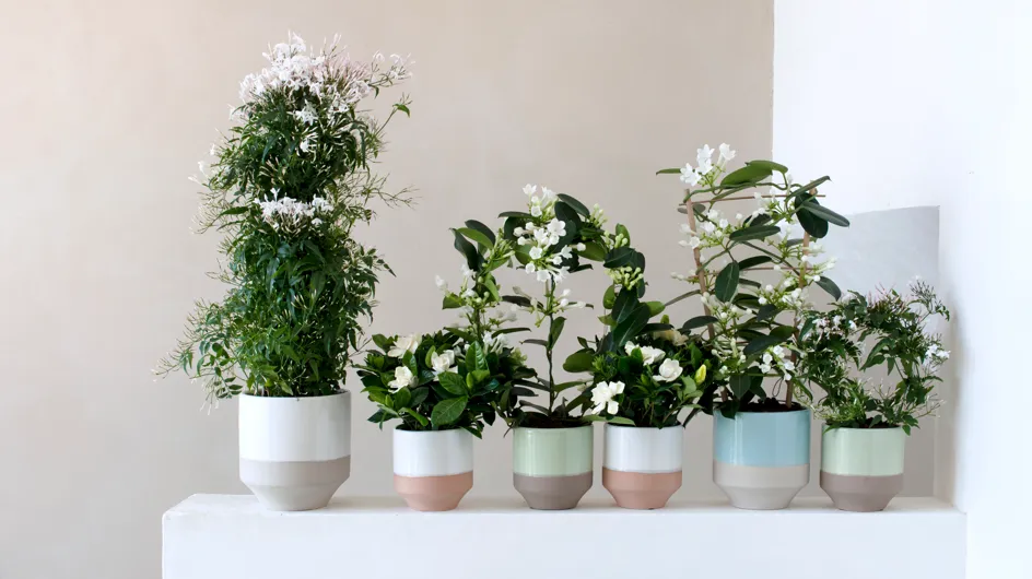 J'embaume mon intérieur avec des plantes à fleurs blanches parfumées !