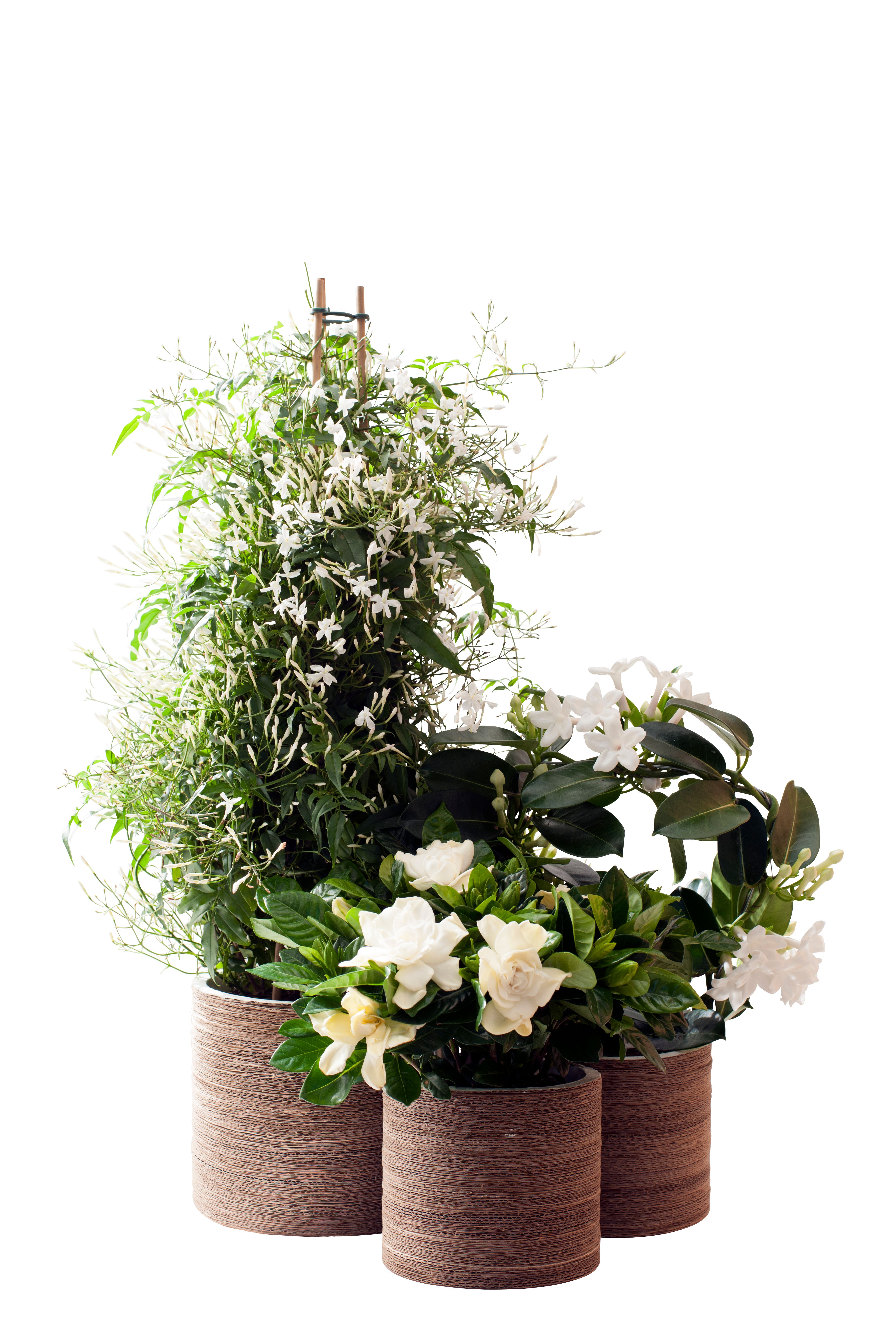 Plantes, plantes fleurs blanches pour votre intérieur