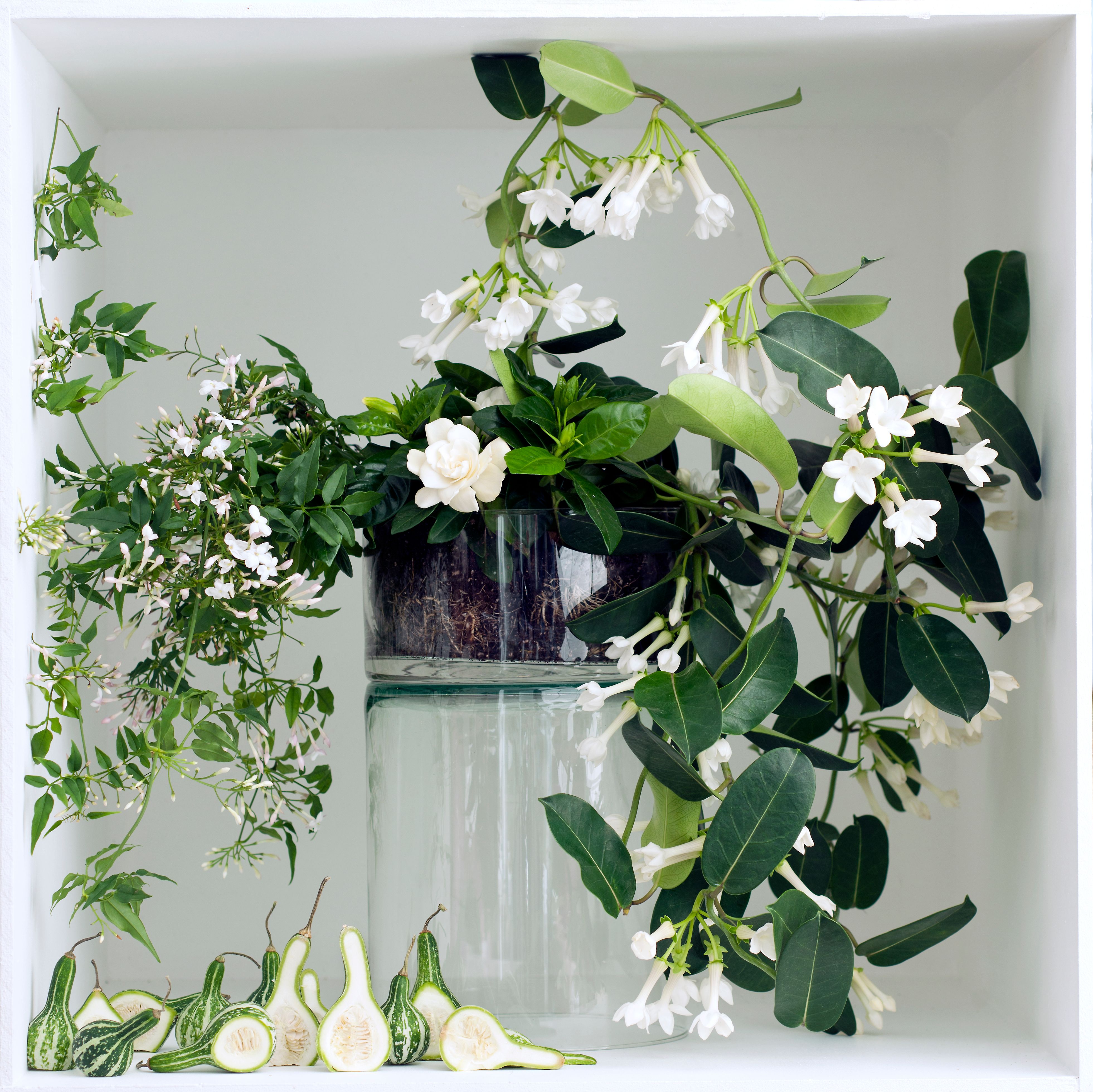 Plantes à fleurs blanches : Comment les choisir et les entretenir