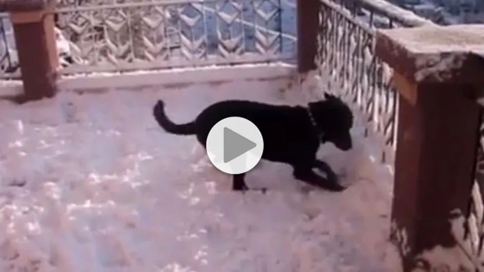 Ce chien voit la neige pour la première fois, et visiblement il adore ça (Vidéo)