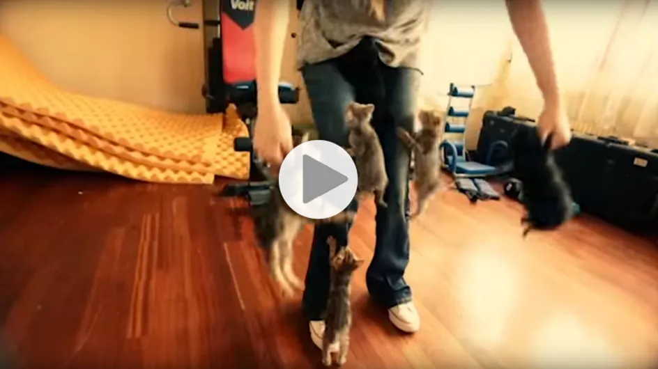 Attention, cette femme est victime d'une attaque de chatons (Vidéo)