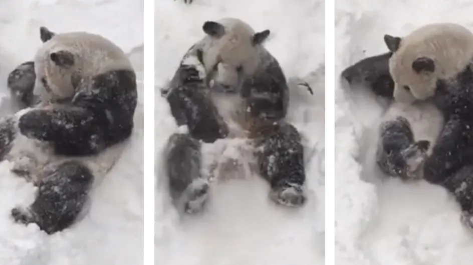 Comment rendre un panda heureux ? Donnez-lui de la neige (Vidéo)