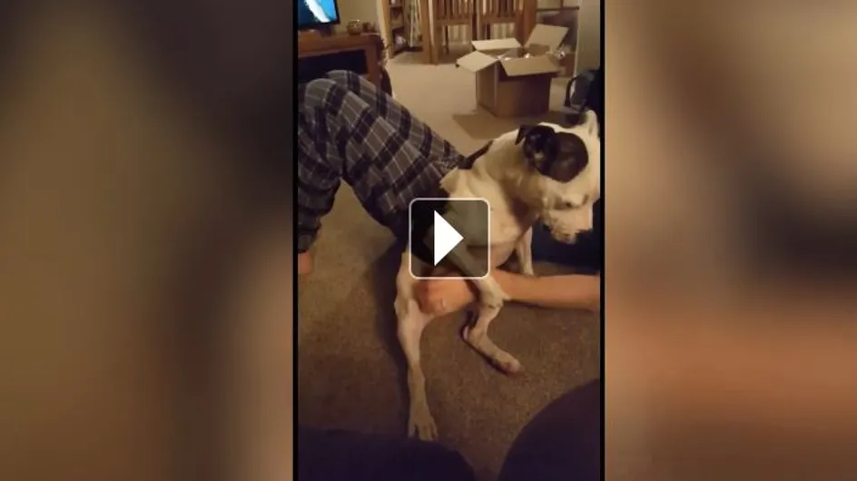 Dès que son maître arrête de le caresser, ce chien lui demande de continuer (Vidéo)