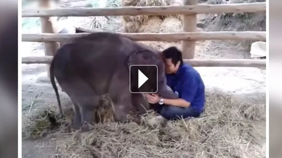 On ne résiste pas à ce bébé éléphant qui fait un câlin à son soigneur (Vidéo)