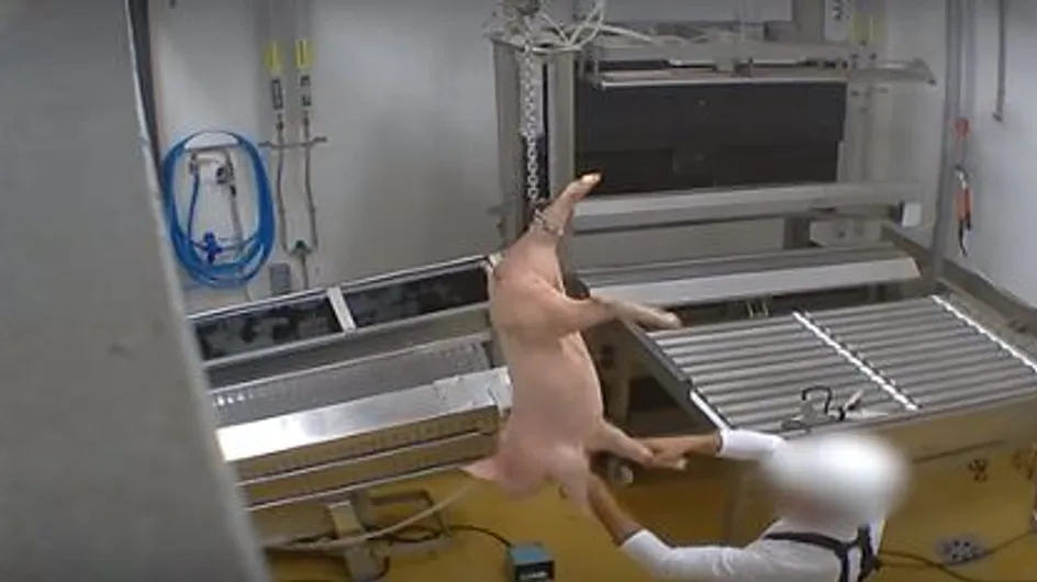 Une insoutenable vidéo met en lumière la cruauté animale d'un abattoir bio