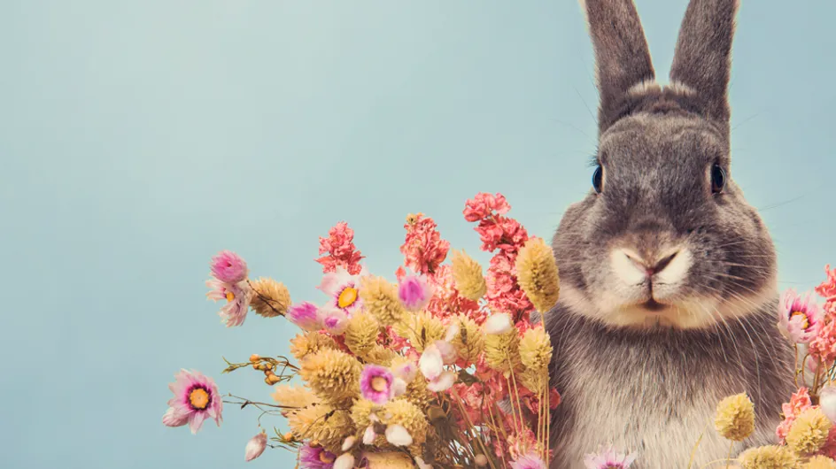 A Bunny Rabbit Spa Is About To Open In London