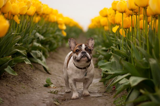 Bulldog Francés