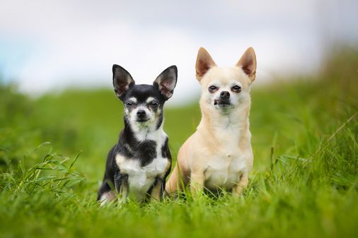 Chihuahua