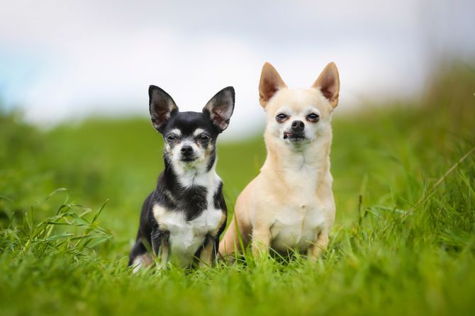 Chihuahua