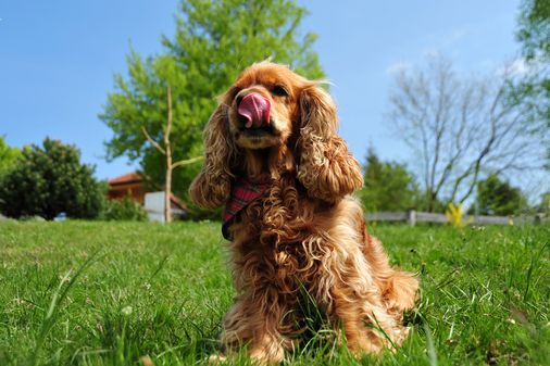 Cocker