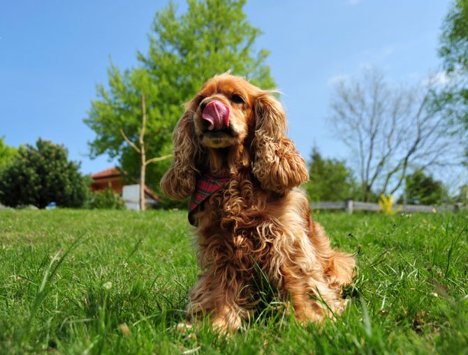 Cocker