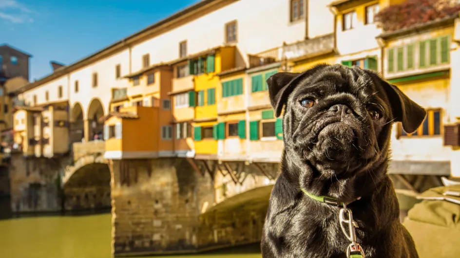 10 lugares perfectos para viajar con tu perro