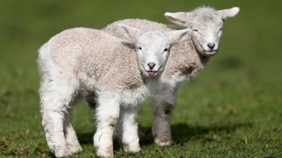 La Nouvelle Zélande reconnait que TOUS les animaux sont des êtres sensibles