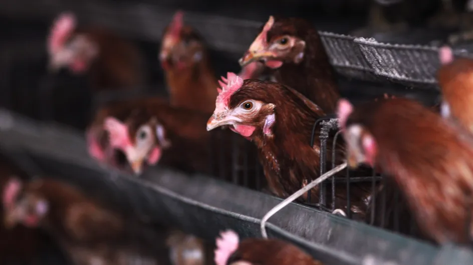 Monoprix arrête de soutenir l'élevage de poules en batterie