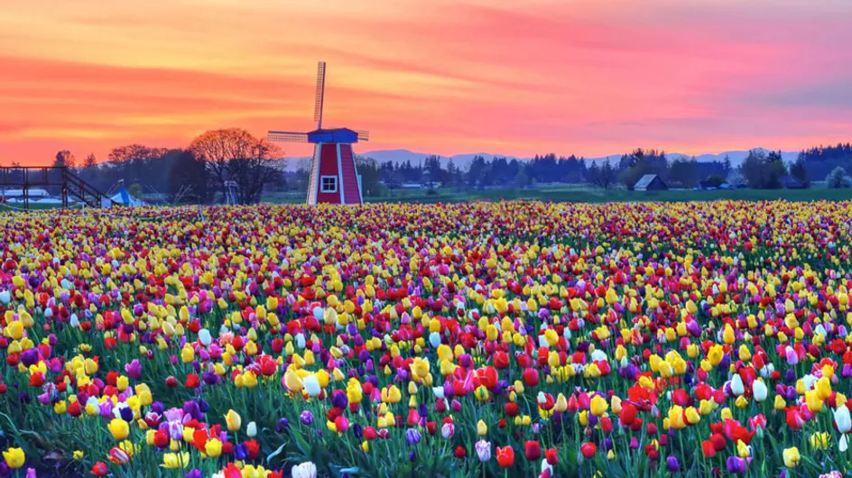 ¡Flower Power! Estos 35 increíbles paisajes llenos de color harán de la primavera tu estación favorita
