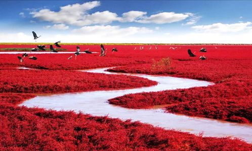 Playa Roja de Panjín, China
