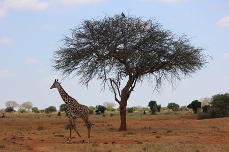 Kenia