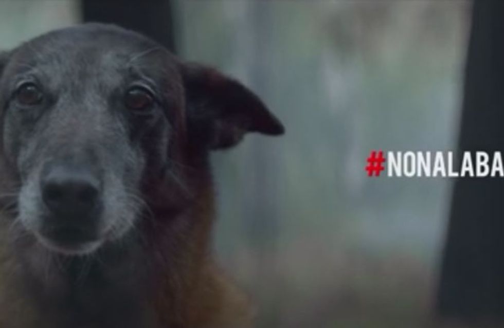 Animaux La Campagne Dechirante De 30 Millions D Amis Contre L Abandon