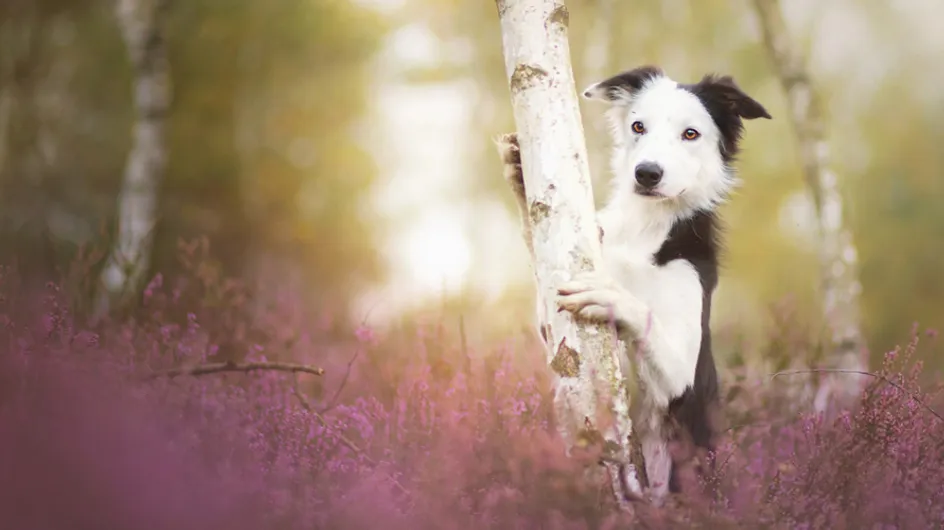 30 preciosas fotografías que te alucinarán si te encantan los perros