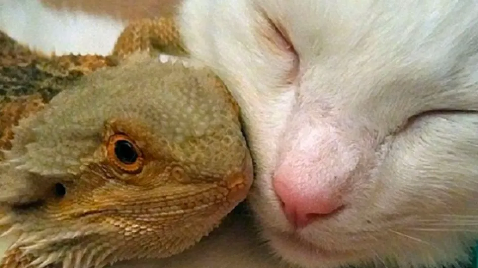 Gato e lagarto são melhores amigos
