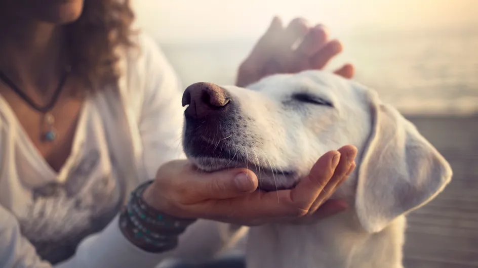 10 motivos por los que debes adoptar un perro este verano