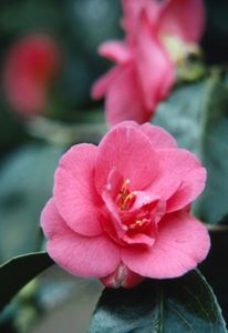 Camelia