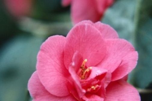 Camelia